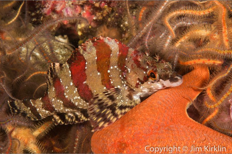 Painted Greenling and Brittle Stars